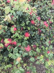 Calliandra tergemina emarginata