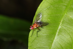 Cholomyia