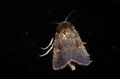 Proteuxoa tetronycha