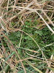 Pedicularis sylvatica