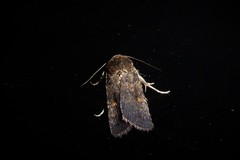 Proteuxoa tetronycha