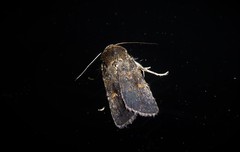 Proteuxoa tetronycha