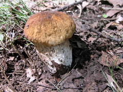 Boletus nobilissimus