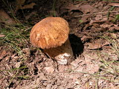 Boletus nobilissimus