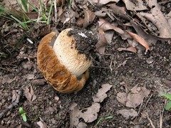 Boletus nobilissimus