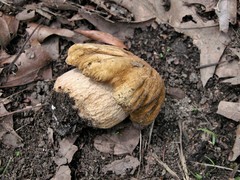 Boletus nobilissimus