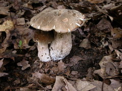 Boletus nobilissimus