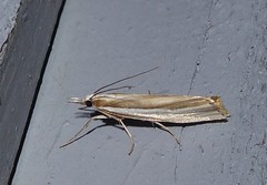 Orocrambus ramosellus