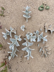 Cirsium rhothophilum