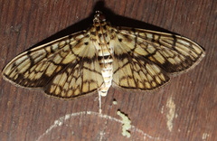 Haritalodes obliqualis