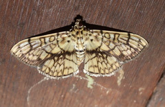 Haritalodes obliqualis