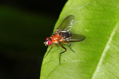 Cholomyia