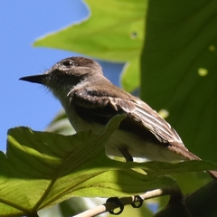 Myiarchus antillarum