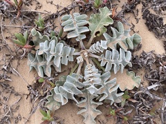 Cirsium rhothophilum
