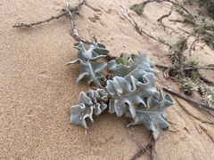 Cirsium rhothophilum