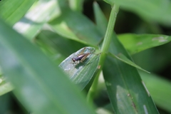 Trigonidium japonicum