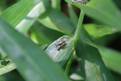 Trigonidium japonicum