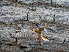 Megarhyssa macrurus icterosticta