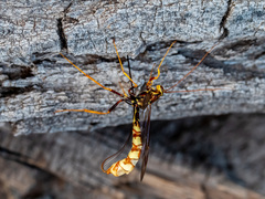 Megarhyssa macrurus icterosticta