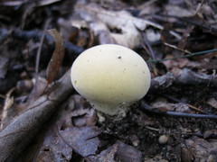 Lycoperdon flavotinctum