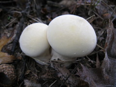 Lycoperdon flavotinctum