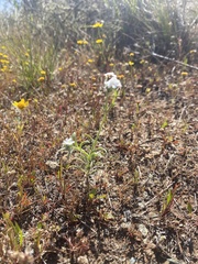 Cryptantha clevelandii
