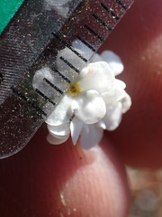 Cryptantha clevelandii