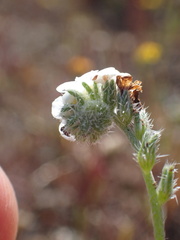Cryptantha clevelandii