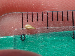 Cryptantha clevelandii