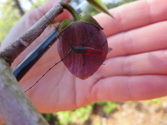 Ancylocera bicolor
