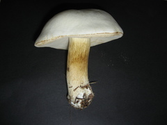 Tylopilus intermedius