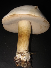 Tylopilus intermedius