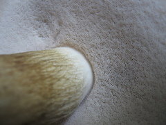 Tylopilus intermedius