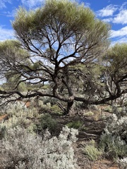 Acacia papyrocarpa