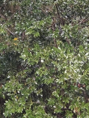 Laurus novocanariensis
