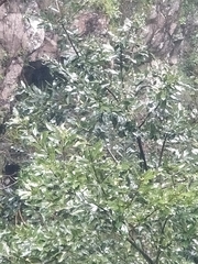 Laurus novocanariensis