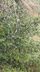 Laurus novocanariensis