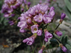 Phoenicaulis cheiranthoides