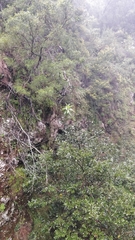 Laurus novocanariensis