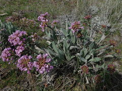 Phoenicaulis cheiranthoides