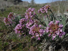 Phoenicaulis cheiranthoides
