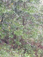 Laurus novocanariensis