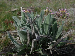 Phoenicaulis cheiranthoides