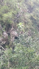 Laurus novocanariensis