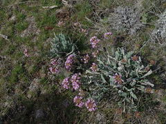 Phoenicaulis cheiranthoides