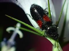 Divales bipustulatus