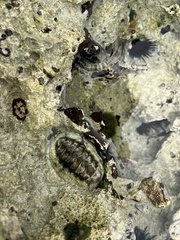Acanthopleura