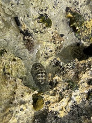 Acanthopleura