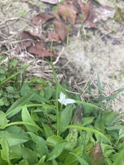 Rhynchospora colorata image
