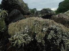 Cladonia glebosa